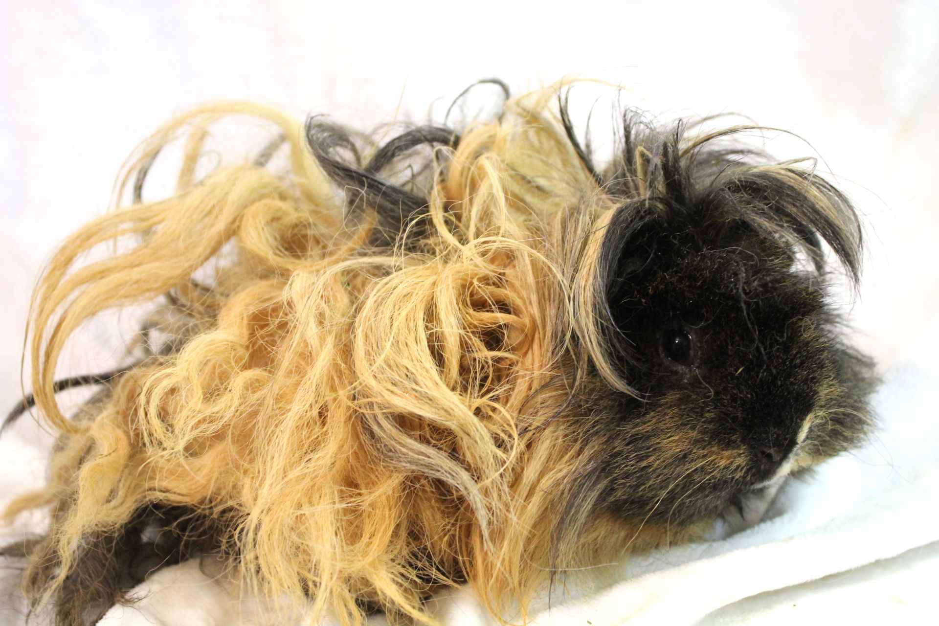 Guinea Pig / Cavy