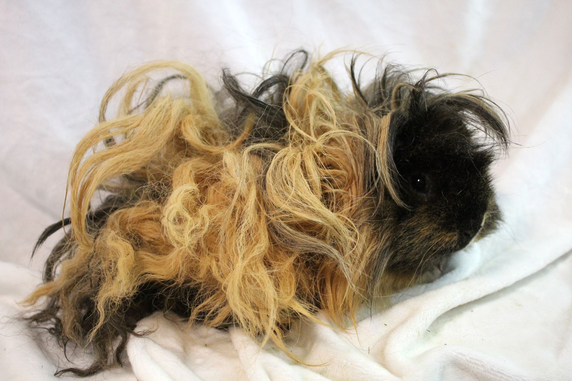 Guinea Pig / Cavy