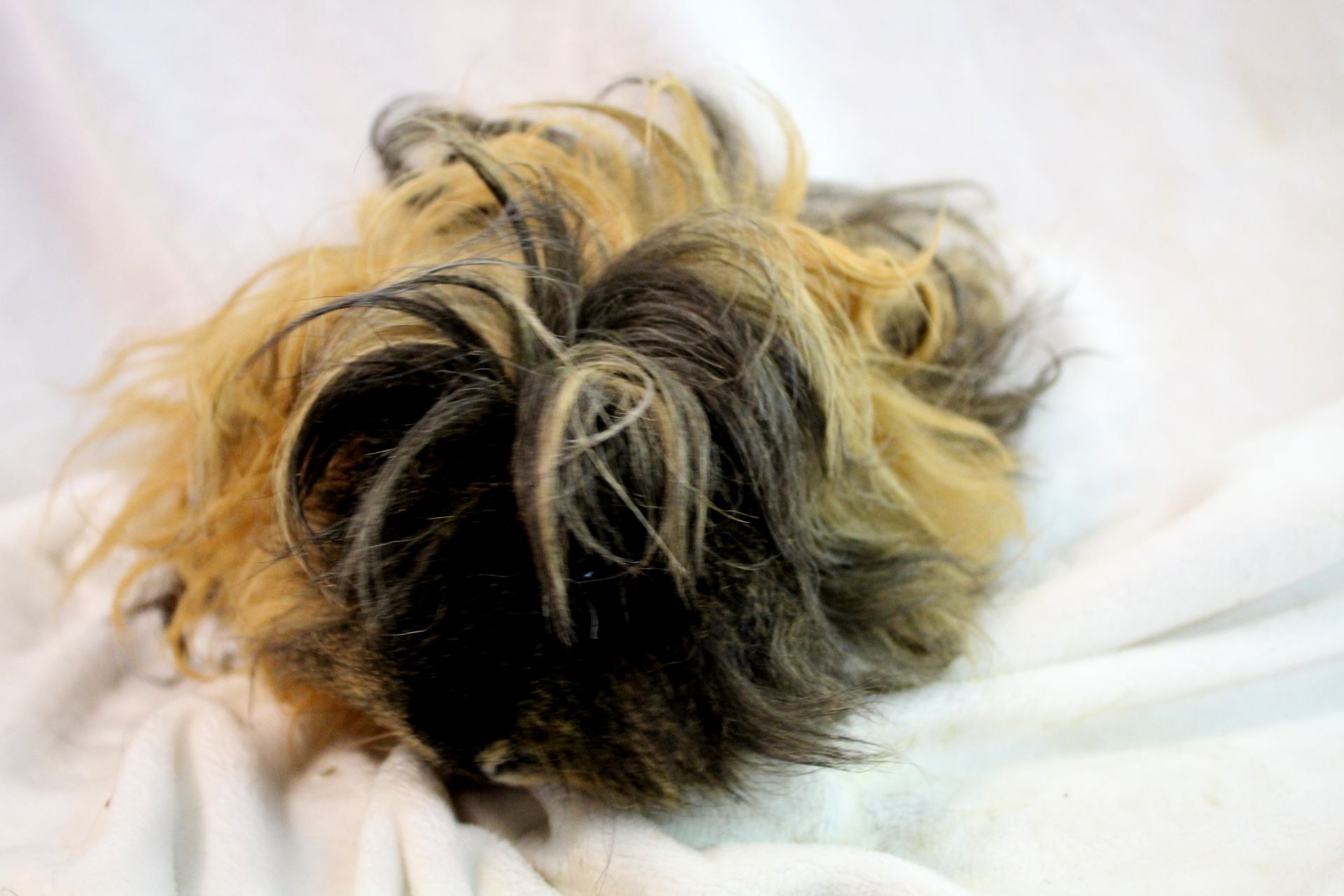 Guinea Pig / Cavy