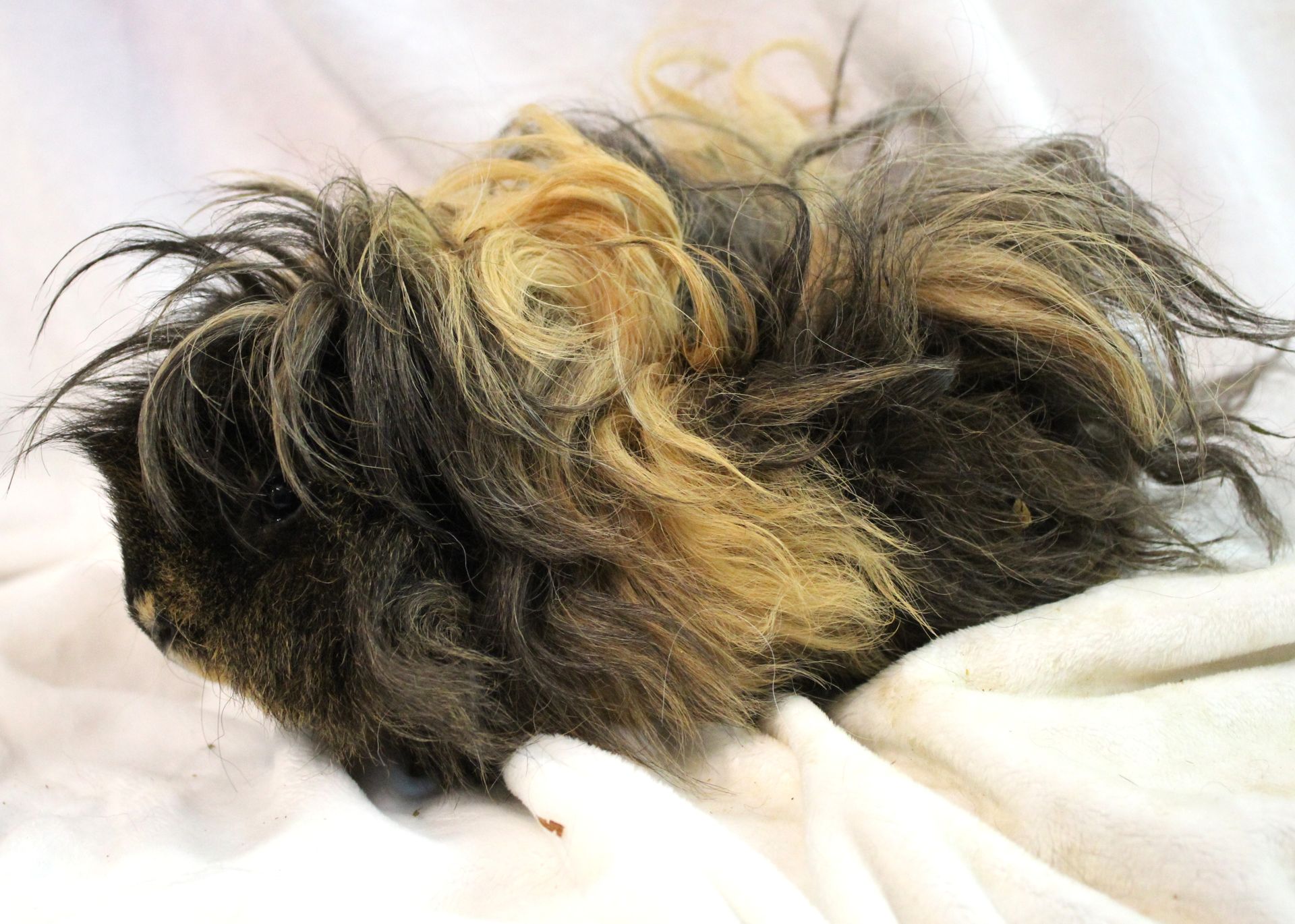 Guinea Pig / Cavy