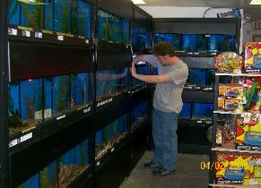 Man checking the fish tank — Abilene, KS — Paws -N-Claws