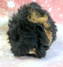 Black guinea pig — Abilene, KS — Paws -N-Claws
