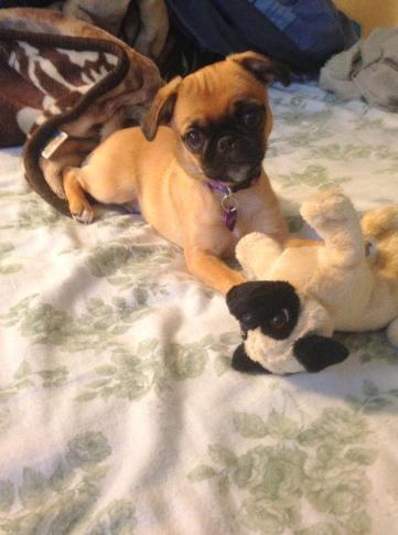 Pug playing toy — Abilene, KS — Paws -N-Claws