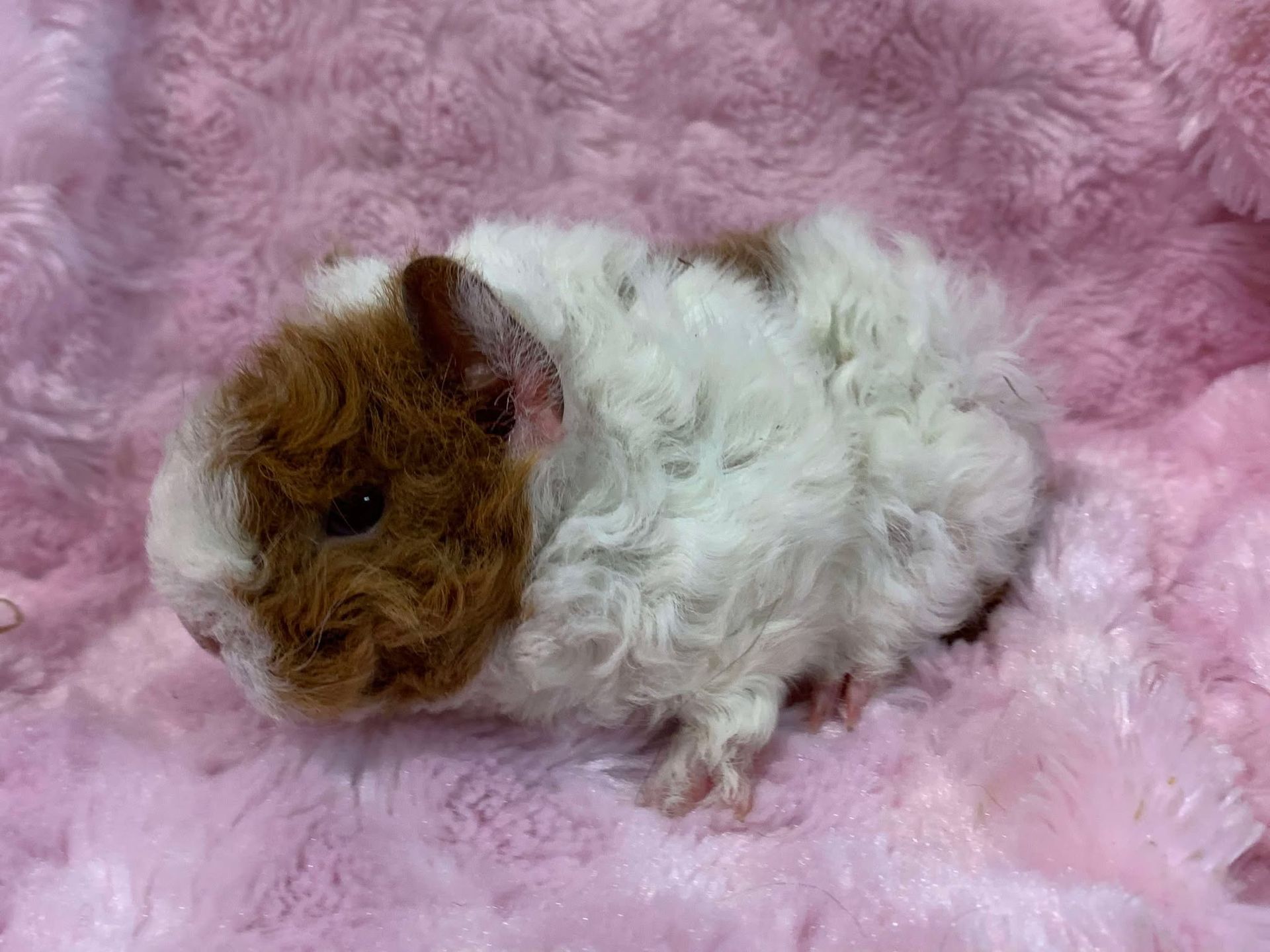 Guinea Pig / Cavy