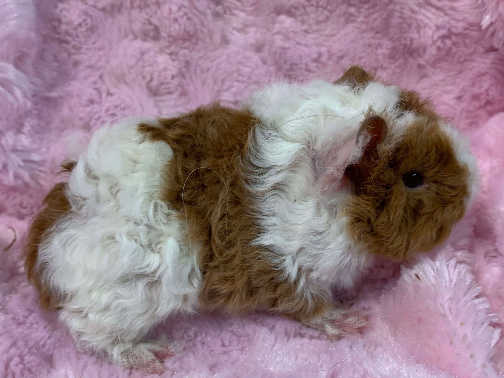 Guinea Pig / Cavy