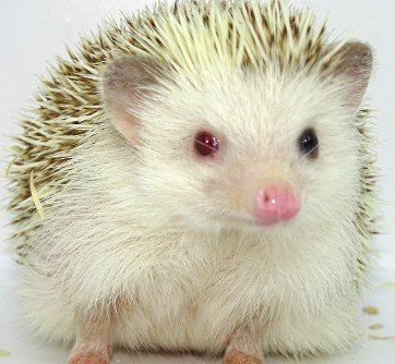 Cinnamon pinto odd eyed and odd eared – Abilene, KS – Paws-N-Claws