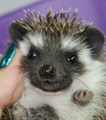 Black mask badger – Abilene, KS – Paws-N-Claws