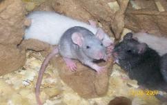 Mice — Abilene, KS — Paws -N-Claws