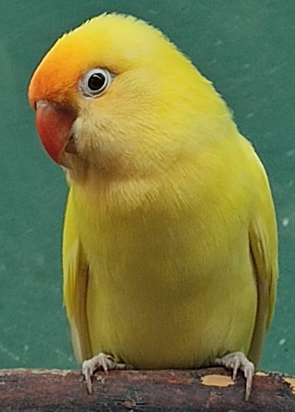 Lovebird