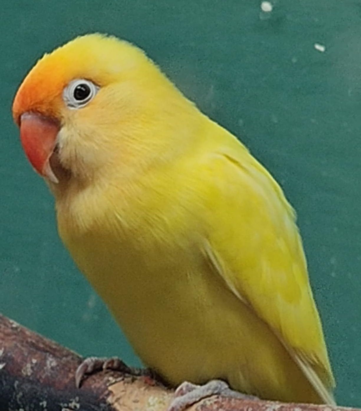Lovebird