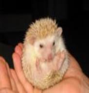 Cream hedgehog — Abilene, KS — Paws -N-Claws