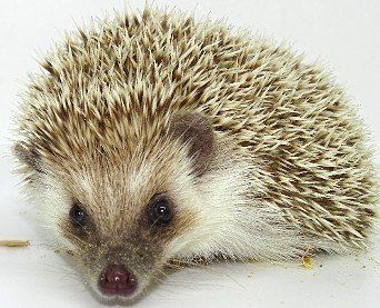 Brown quad badger with snowflaking – Abilene, KS – Paws-N-Claws