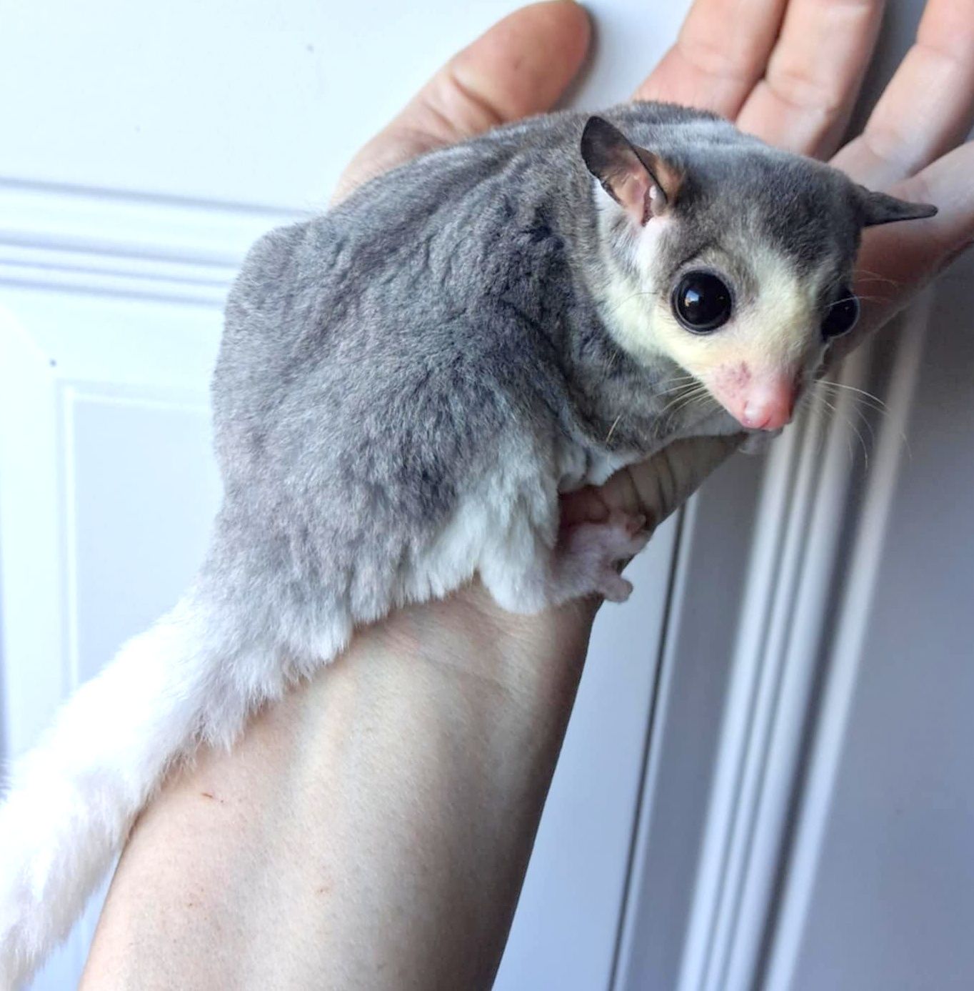 Sugar Glider