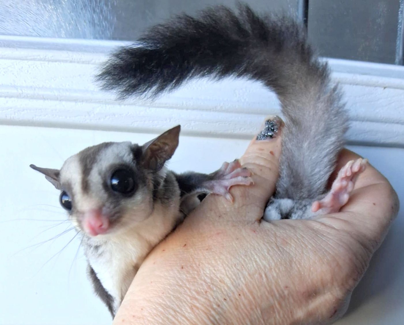 Sugar Glider