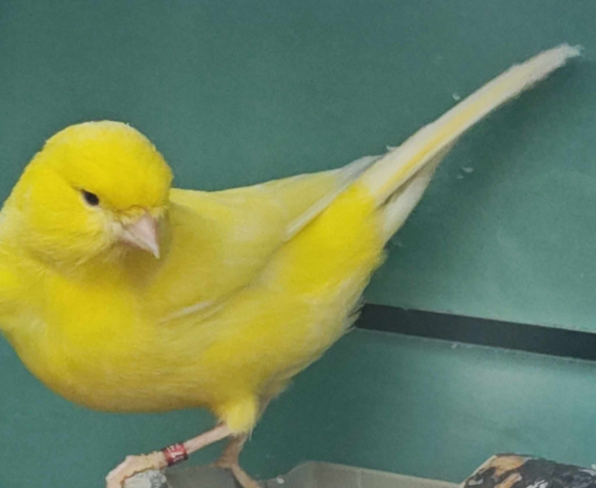 Yellow Canary