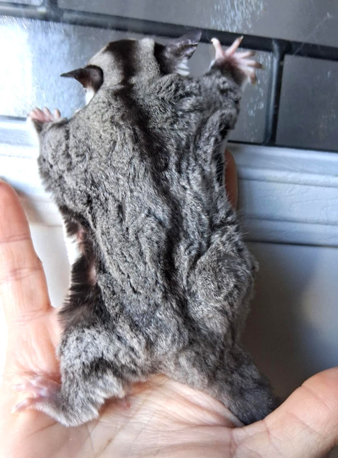 Sugar Glider
