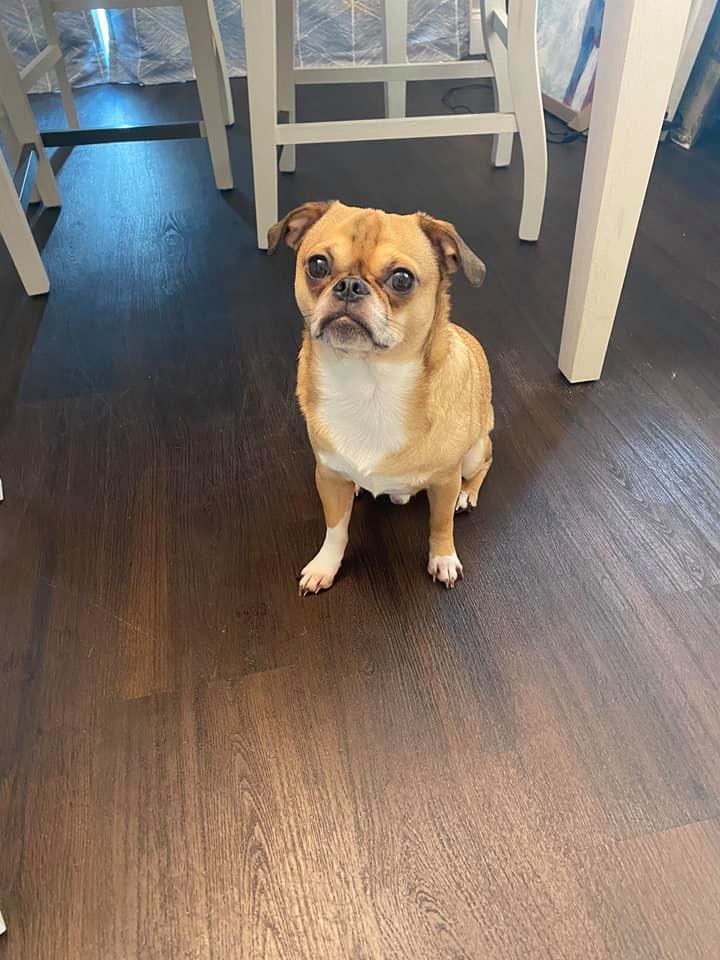 Puppy with black and white spot — Abilene, KS — Paws -N-Claws