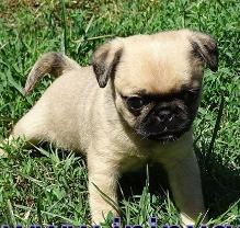 Mixed breed puppy — Abilene, KS — Paws -N-Claws
