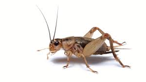 Crickets — Abilene, KS — Paws -N-Claws