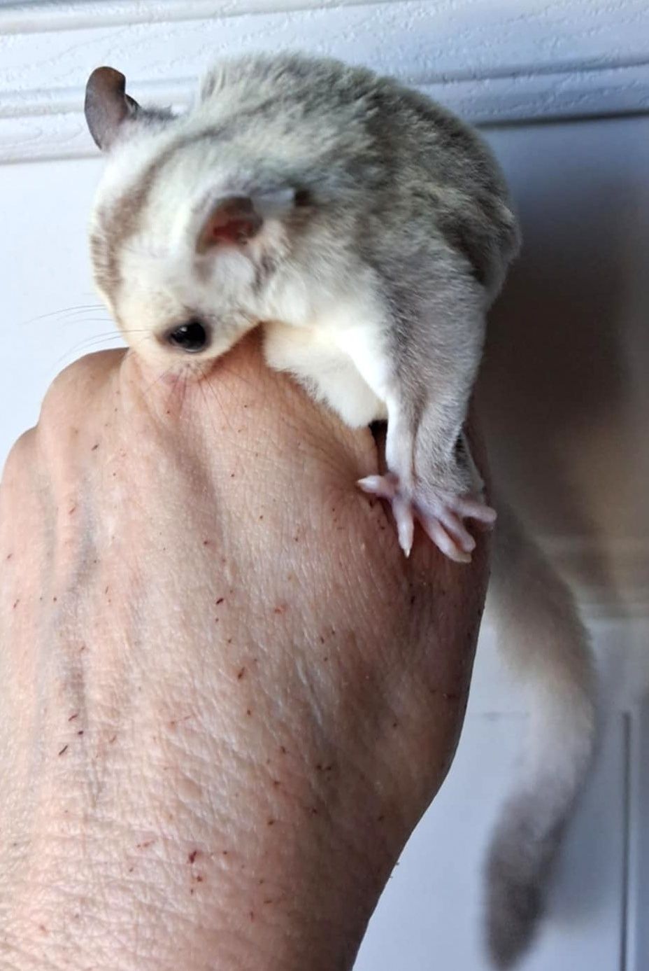 Sugar Glider