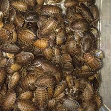 Dubia Roaches— Abilene, KS — Paws -N-Claws