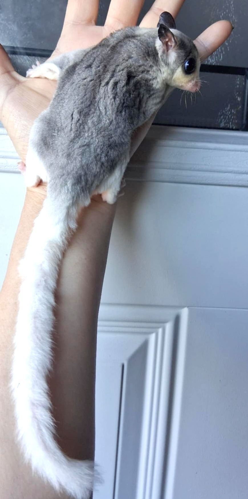 Sugar Glider
