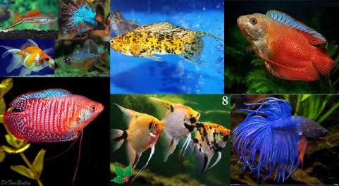 Colorful fishes — Abilene, KS — Paws -N-Claws