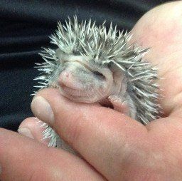 Hedgehog of hand — Abilene, KS — Paws -N-Claws