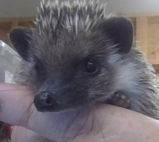 Chocolate full mask – Abilene, KS – Paws-N-Claws