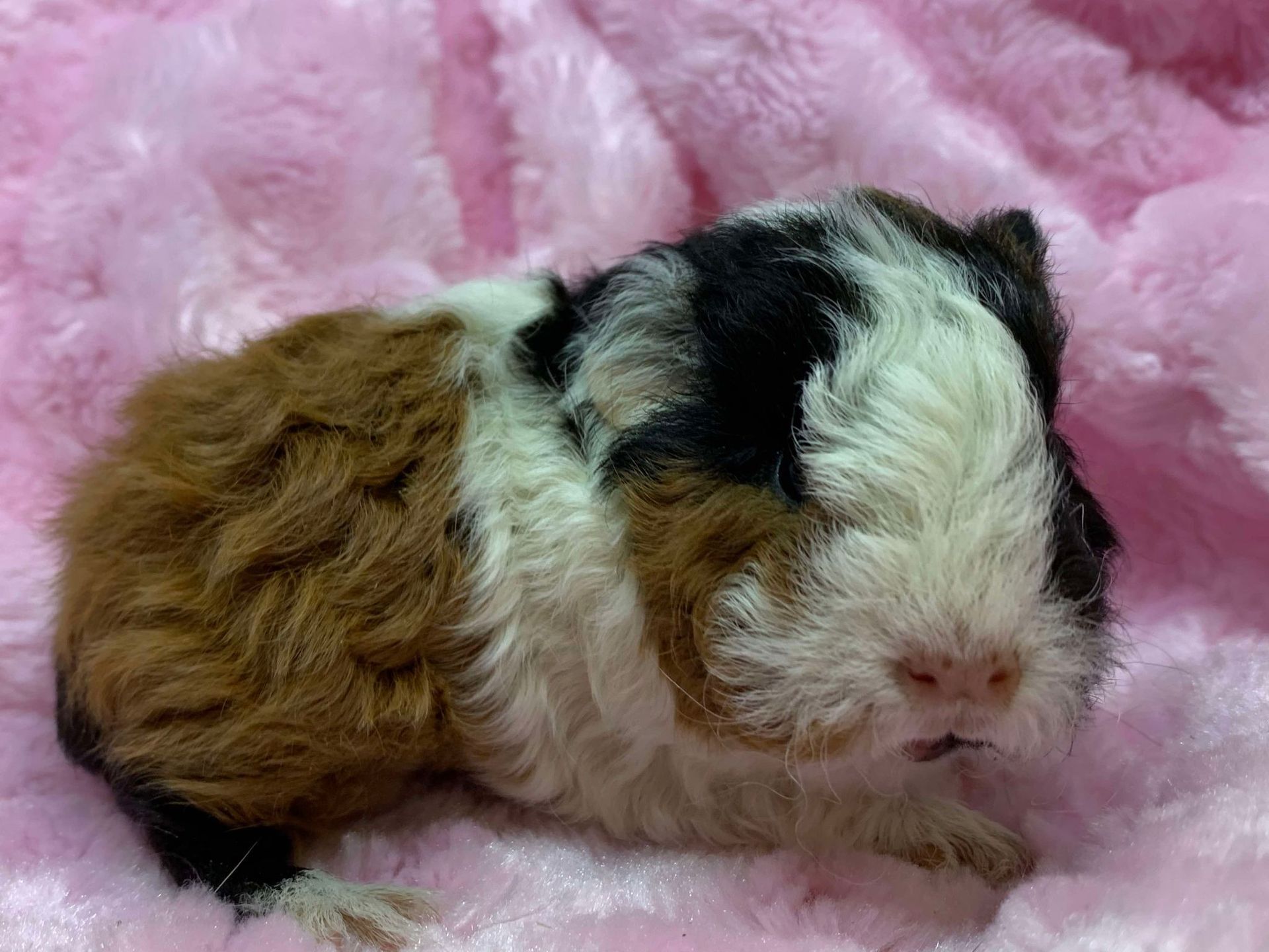 Guinea Pig / Cavy