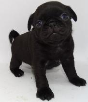 Cute black pug — Abilene, KS — Paws -N-Claws