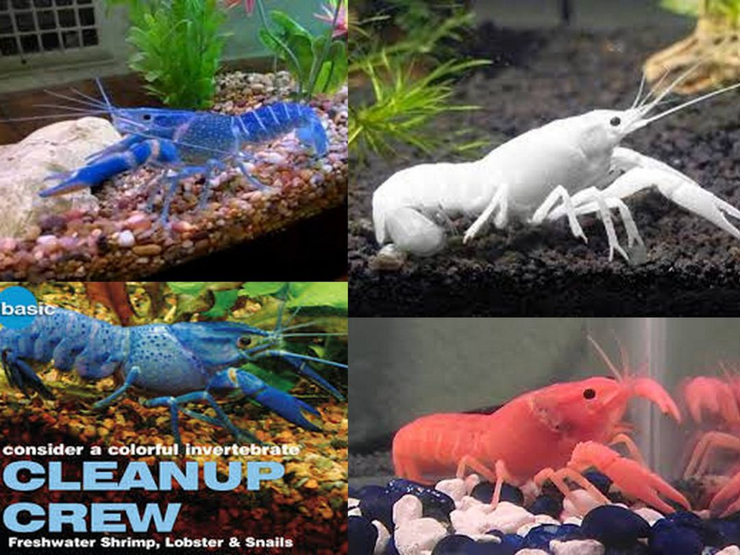 Axolotls — Abilene, KS — Paws -N-Claws Lobsters— Abilene, KS — Paws -N-Claws