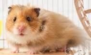 Syrian Hamster