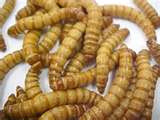 Superworms— Abilene, KS — Paws -N-Claws