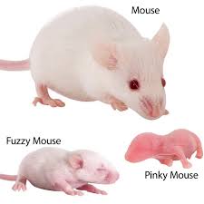Feeder Mice— Abilene, KS — Paws -N-Claws