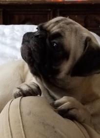 Beautiful pug — Abilene, KS — Paws -N-Claws
