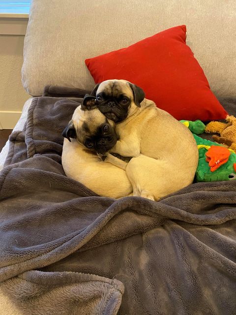 Newborn chug — Abilene, KS — Paws -N-Claws