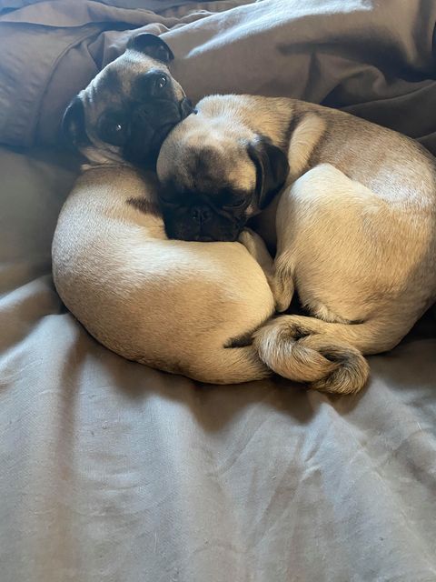 Quite chug — Abilene, KS — Paws -N-Claws