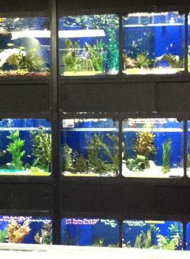 Fish tank — Abilene, KS — Paws -N-Claws