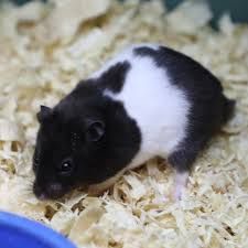 Syrian Panda Hamster