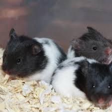 Syrian Panda Hamster