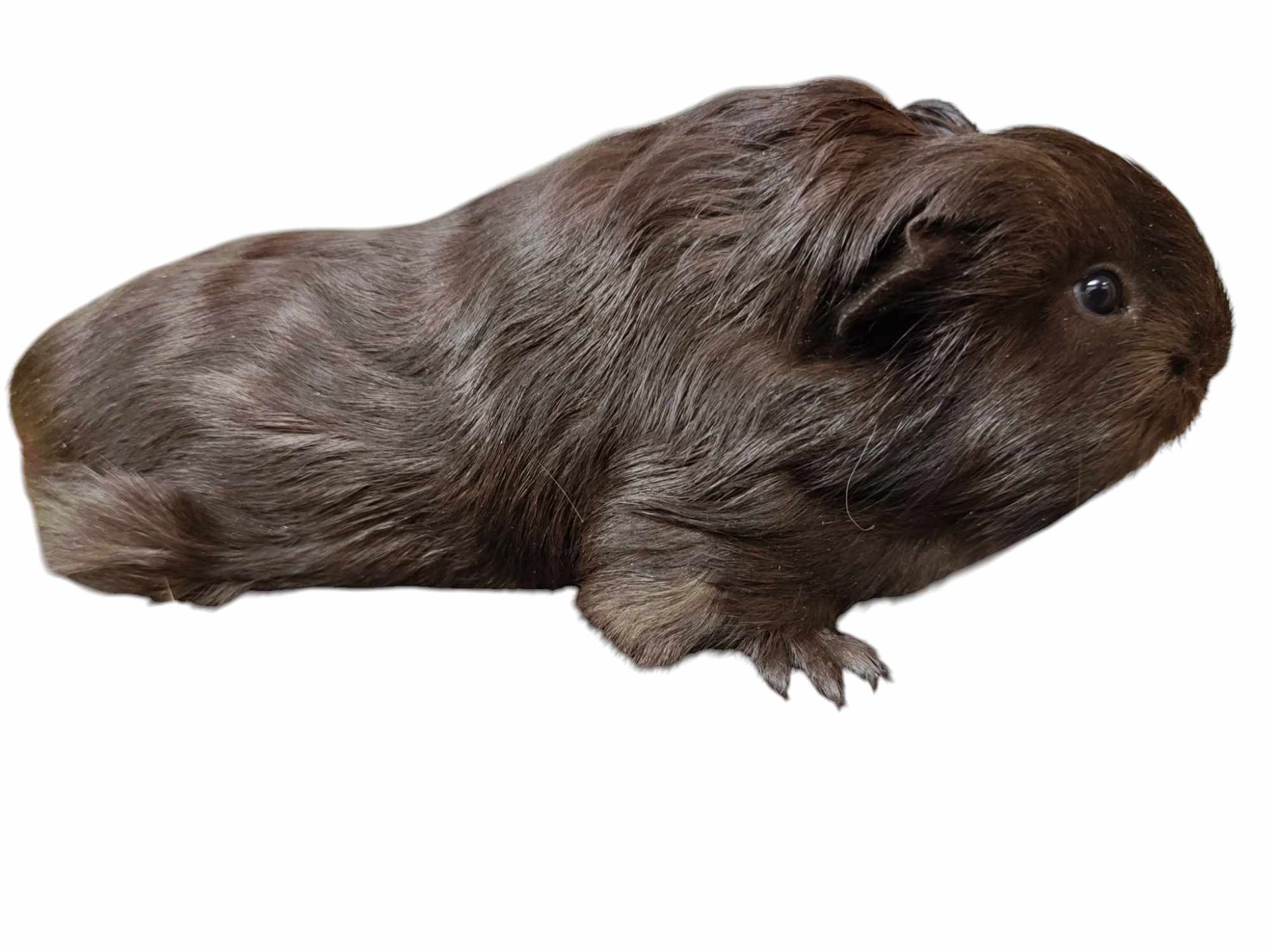 Guinea Pig / Cavy