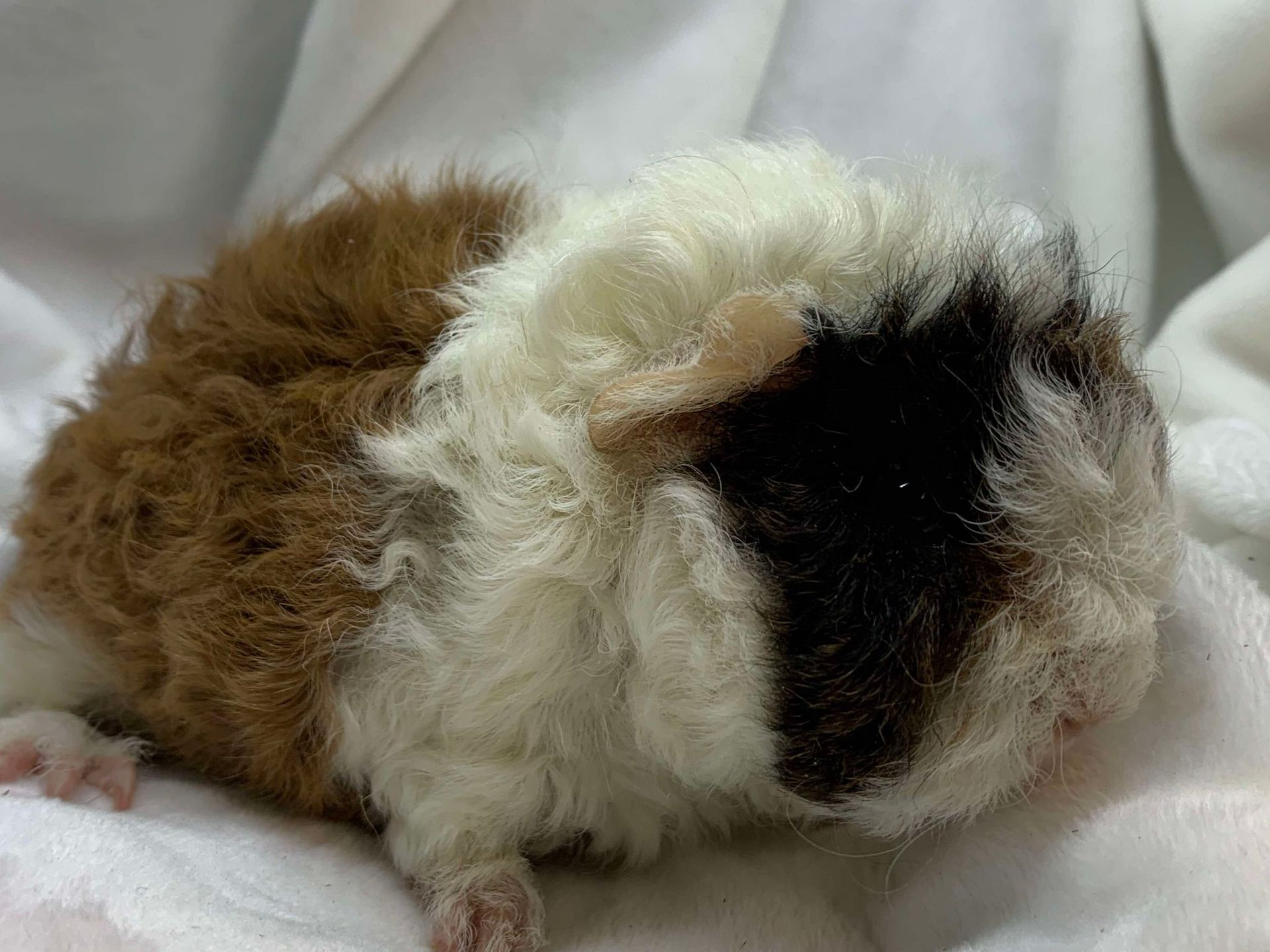 Guinea Pig / Cavy