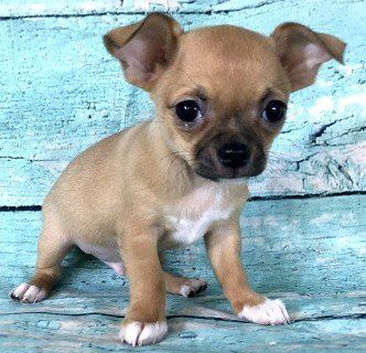 Chug white and brown — Abilene, KS — Paws -N-Claws
