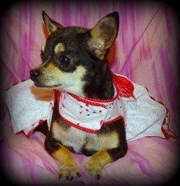 Chipups — Abilene, KS — Paws -N-Claws