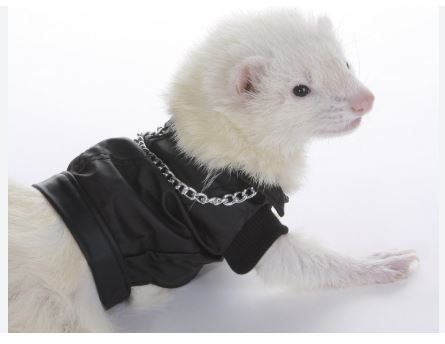 Ferret