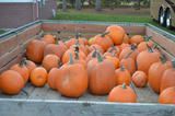 Orange pumpkins piled in a wooden truck bed outdoors