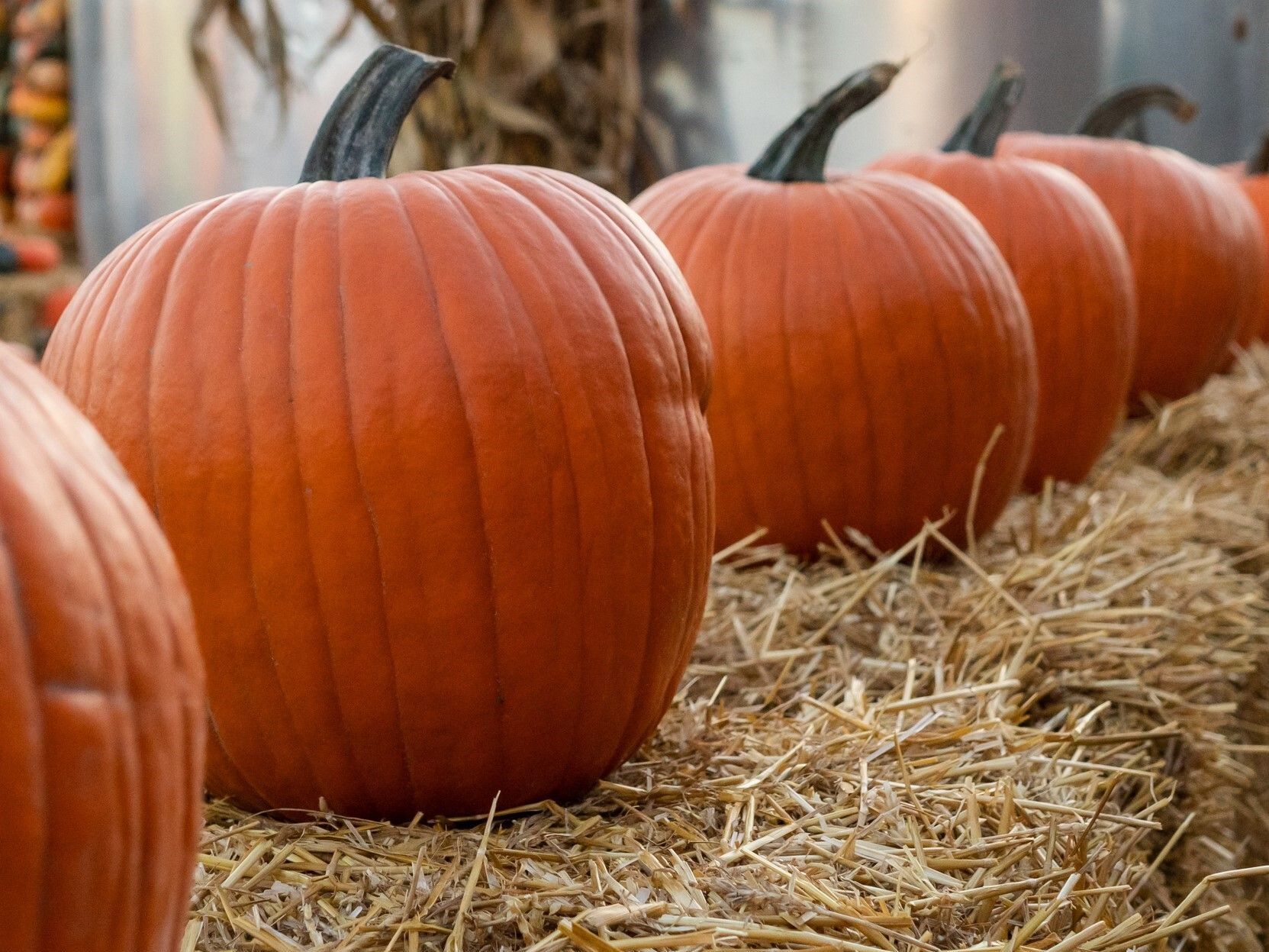 Orange pumpkins lined up on hay bales outdoors, with more pumpkins blurred in the background