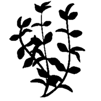 Icona – pianta