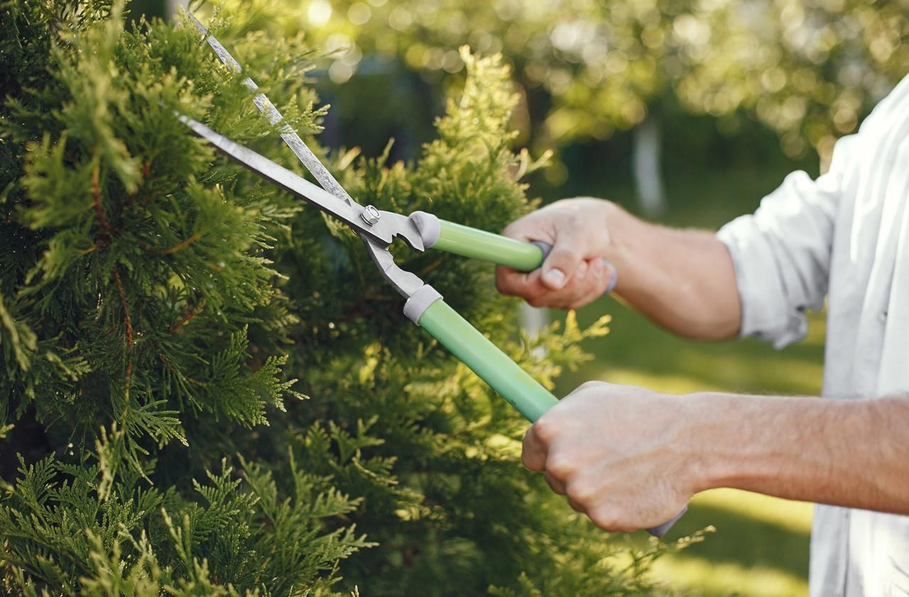 Close-up of hands using green-handled shears to trim a dense evergreen hedge in a garden.